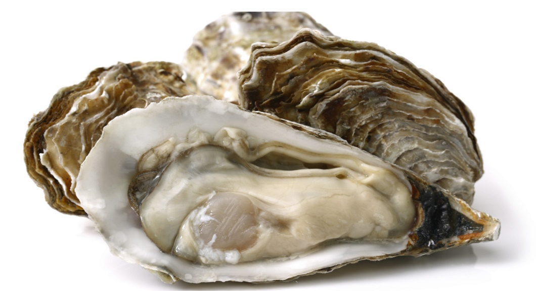 Oysters